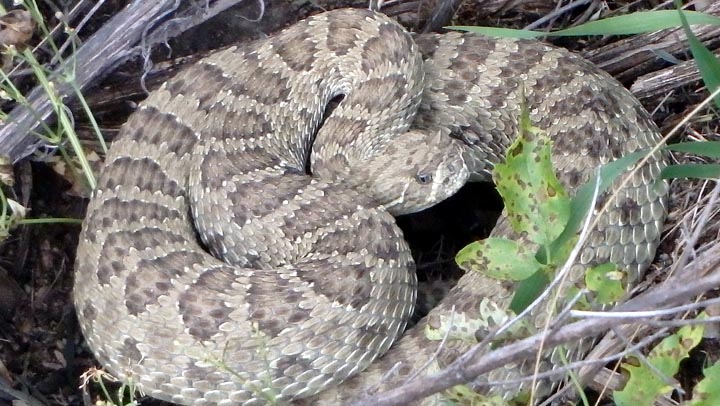 Rattlesnake.