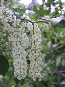 Prunus virginiana.