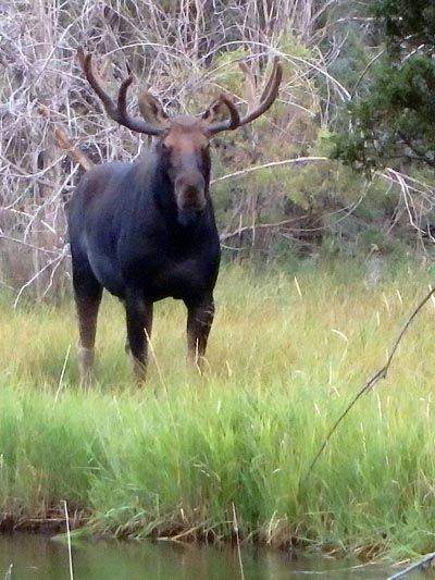 Bull moose along the Jefferson River Canoe Trail.