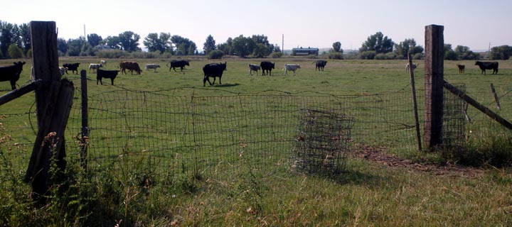 Old fence in cattle pasture.